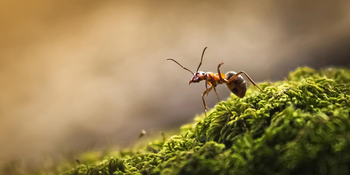 Comment se débarrasser de fourmis et rongeurs - Écohabitation